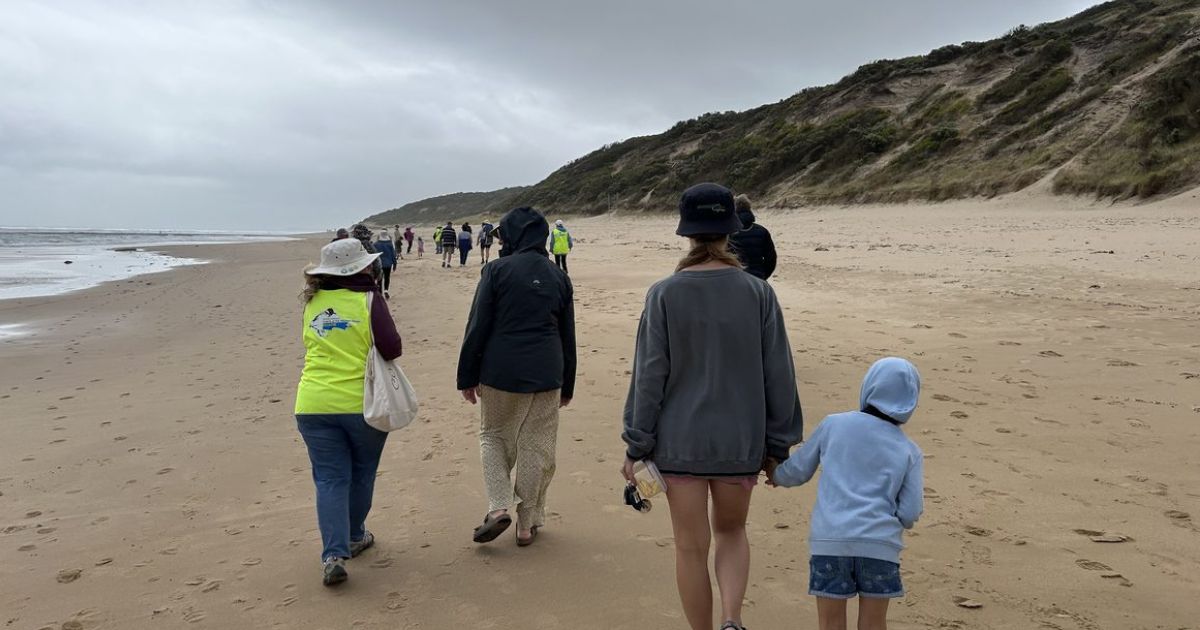 Hooded Plovers Point Lonsdale