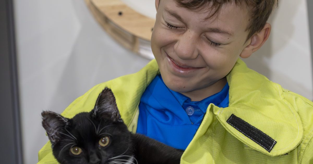 Bushfire kitten adoption