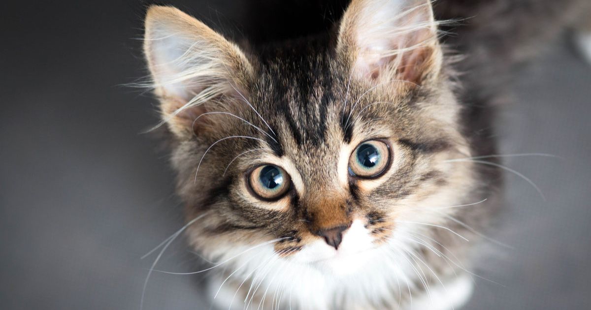 Cat Containment Discount