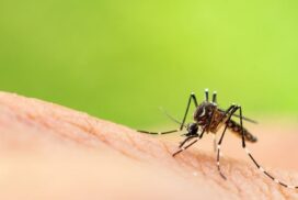 Summer saltmarsh mosquito