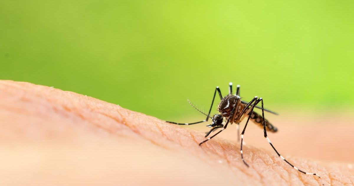 Summer saltmarsh mosquito