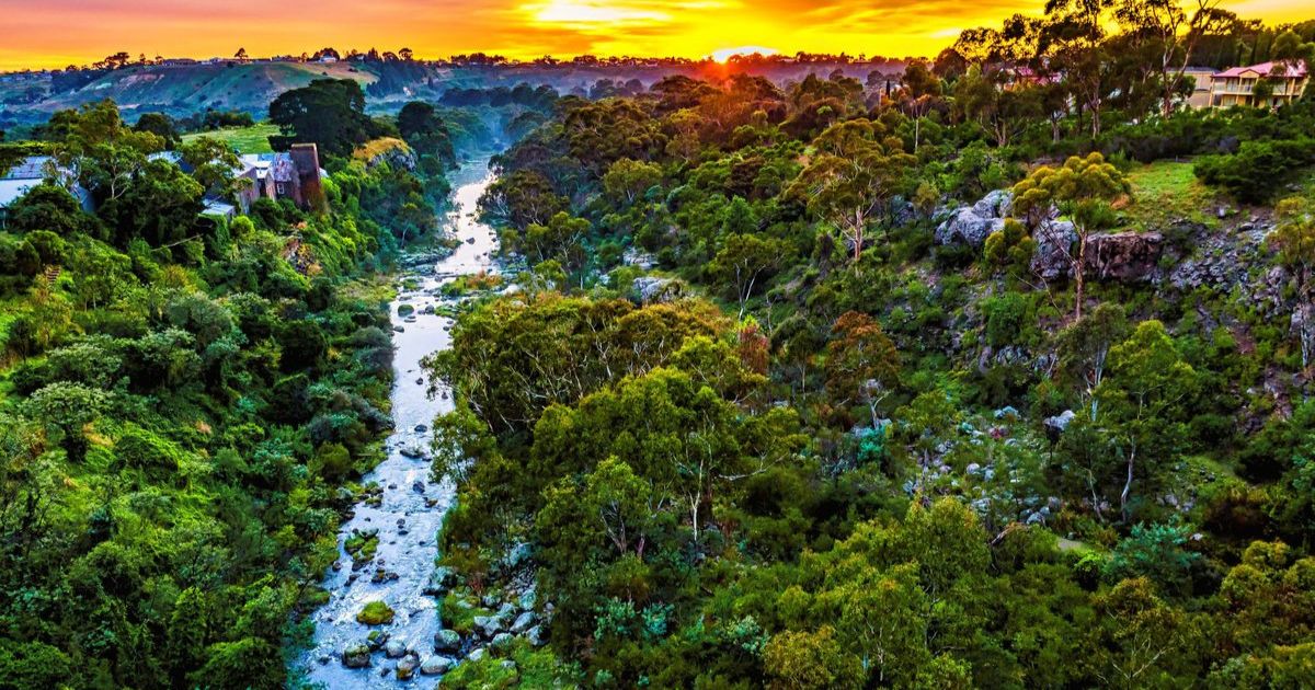 Geelong urban forest