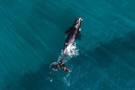 Southern right whales