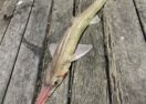 Talking Trout conference
