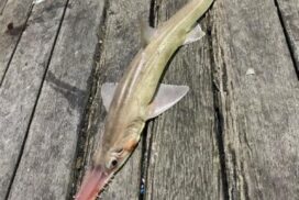 Talking Trout conference