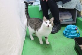 Adopt Big Poppa GAWS