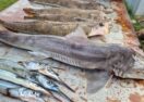 Victoria mulloway fishing rules