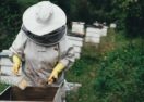 Varroa mite training
