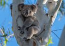 Byron koala safety