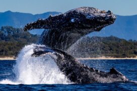 Byron whale watching