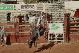 Alstonville Extreme Cowboy