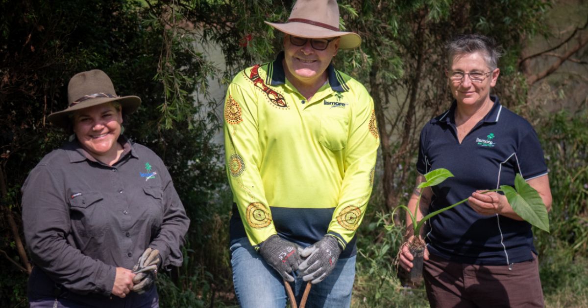 Lismore rainforest restoration