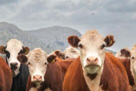 NSW Cattle Tick Program