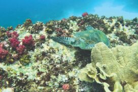 Byron Bay Turtle School