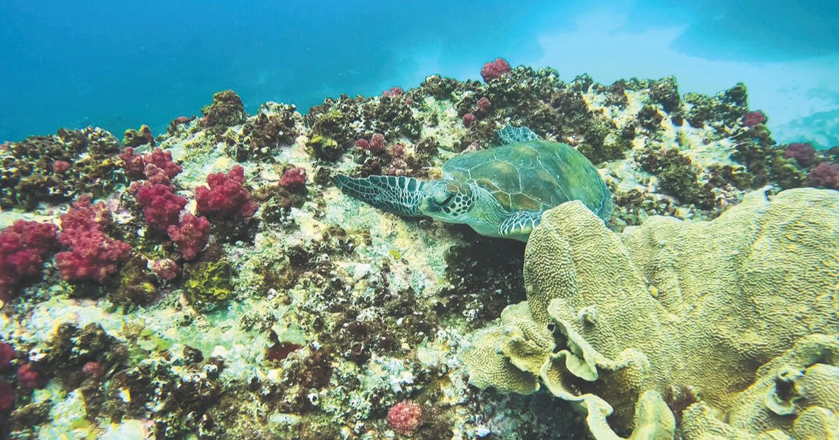 Byron Bay Turtle School