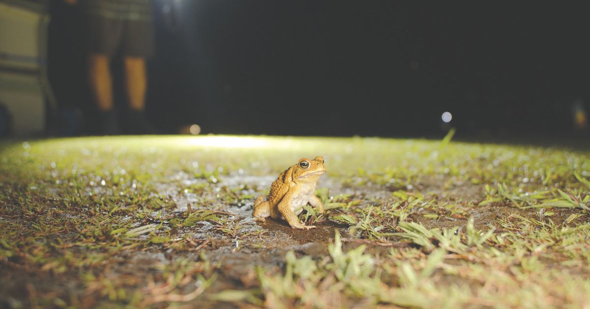 Great Cane Toad Bust