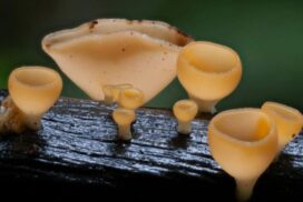Mushroom Whisperers Event