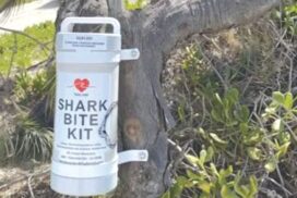 NSW shark safety