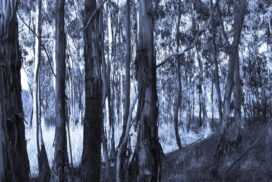 Australian forest mortality