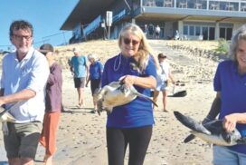 Sea turtle rescue