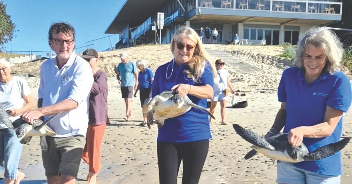 Sea turtle rescue