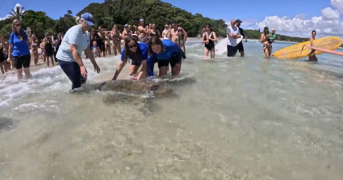 Loggerhead turtle release