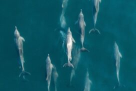 NSW Dolphin Census