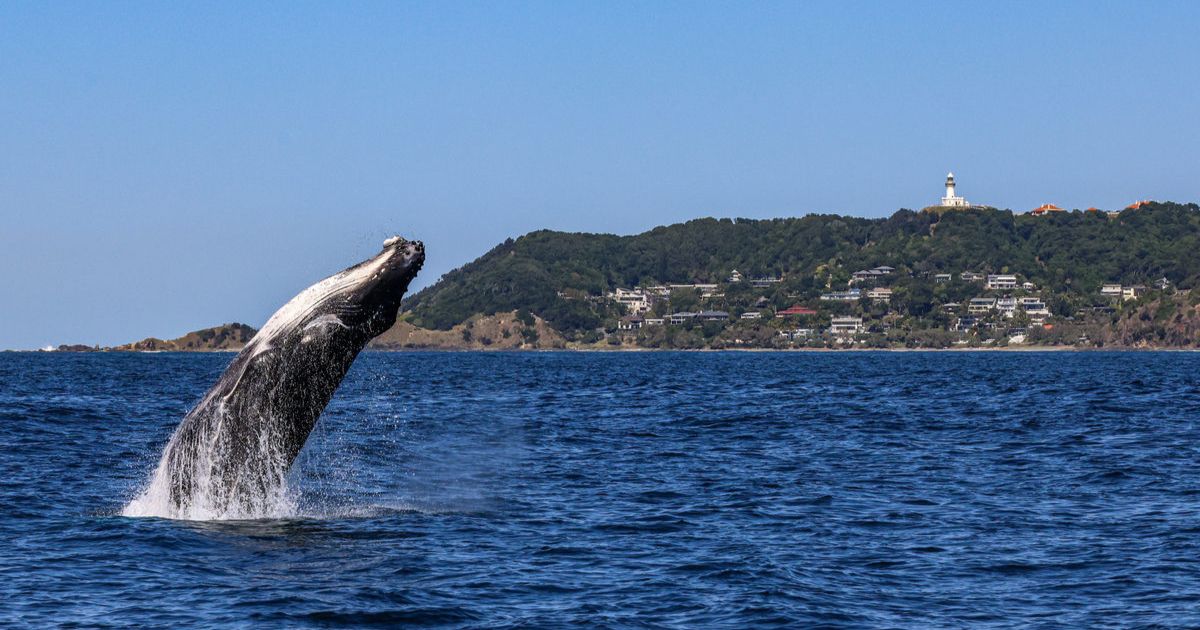 whale watching season