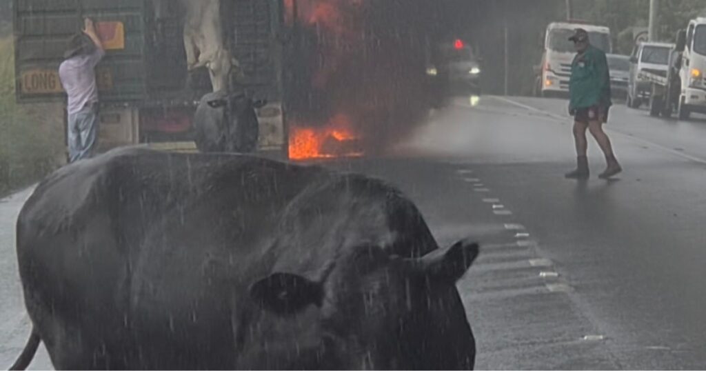 ‘Like a war zone’: Eyewitness recalls heartbreaking cattle truck fire on Bruxner Highway