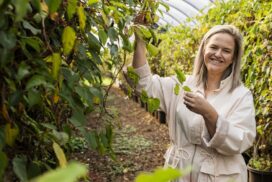 kiwi berry business
