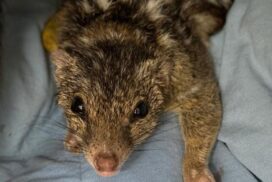 Northern Quoll recovery