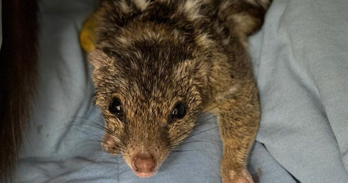 Northern Quoll recovery