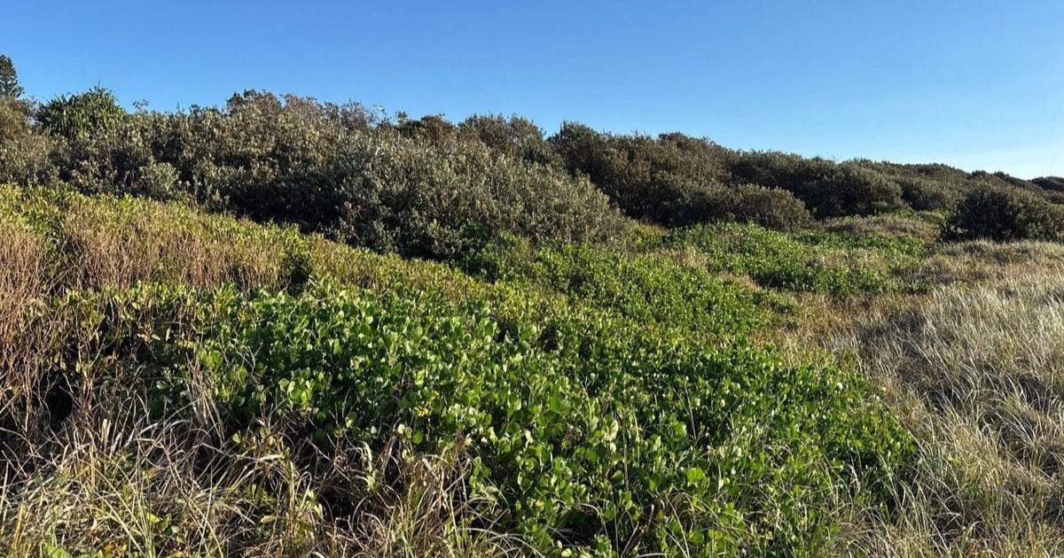 Rous weed biosecurity