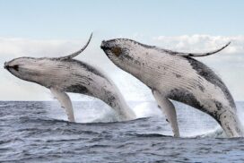 Double whale breach