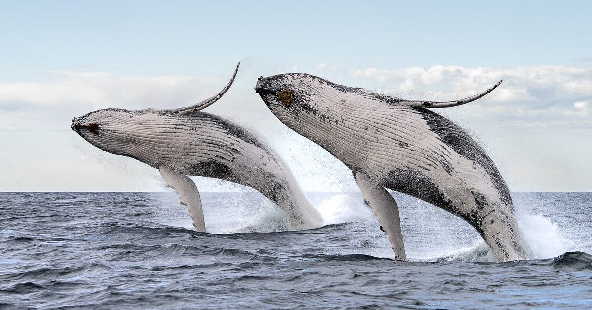 Double whale breach