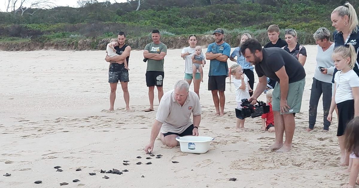 NSW turtle egg rescue