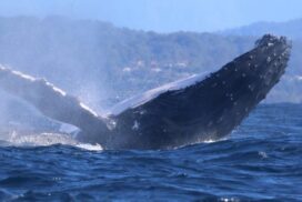 Byron Bay whale watching