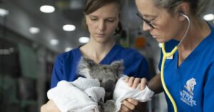 Byron Bay Wildlife Hospital