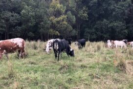 Regenerative Agriculture Grants