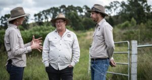 koala conservation