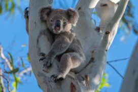 Byron koala safety