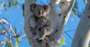 Byron koala safety