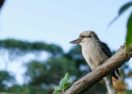 Aussie Bird Count