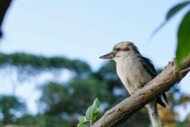 Aussie Bird Count