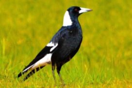 Magpie swooping season