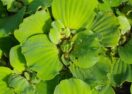 Invasive water lettuce