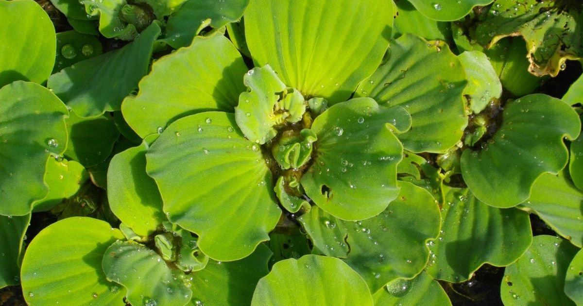 Invasive water lettuce