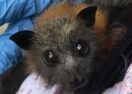 Australian bat lyssavirus