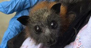 Australian bat lyssavirus