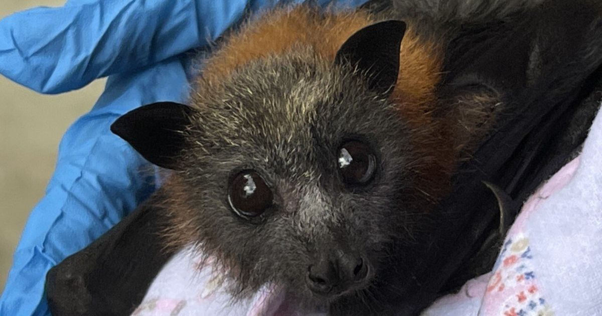 Australian bat lyssavirus
